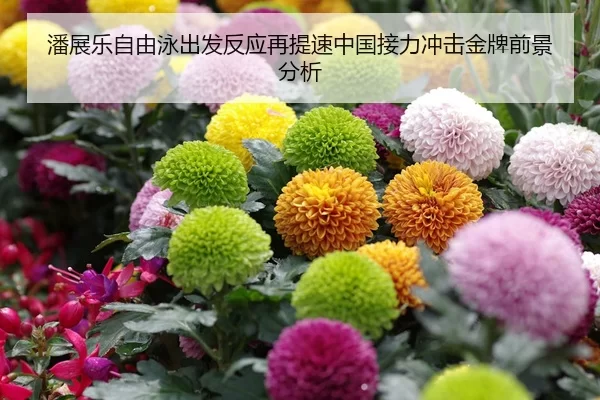 潘展乐自由泳出发反应再提速中国接力冲击金牌前景分析